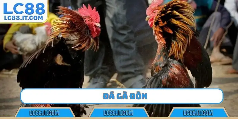 Đá Gà Đòn